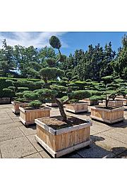 Juniperus media Hetzii v lesenem koritu 110x110 cm 200+ cm Bonsai