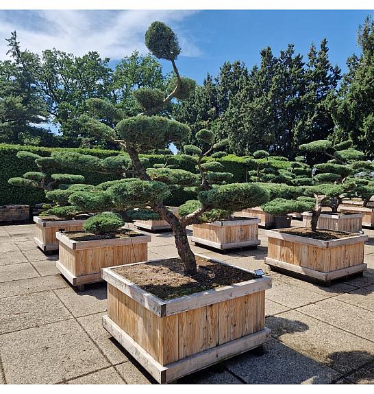 Juniperus media Hetzii v lesenem koritu 110x110 cm 200+ cm Bonsai