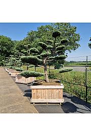 Juniperus media Hetzii v lesenem koritu 120x120 cm 200-250 cm Bonsai