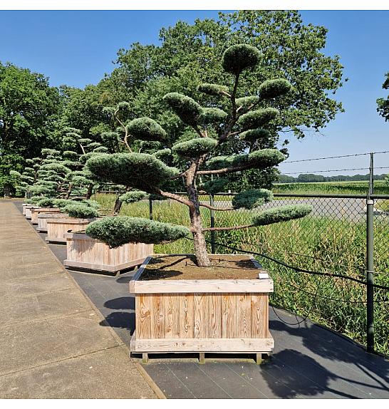 Juniperus media Hetzii v lesenem koritu 120x120 cm 200-250 cm Bonsai