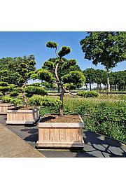 Juniperus media Pfitzeriana Aurea v lesenem koritu 110x110 cm 225+ cm Bonsai