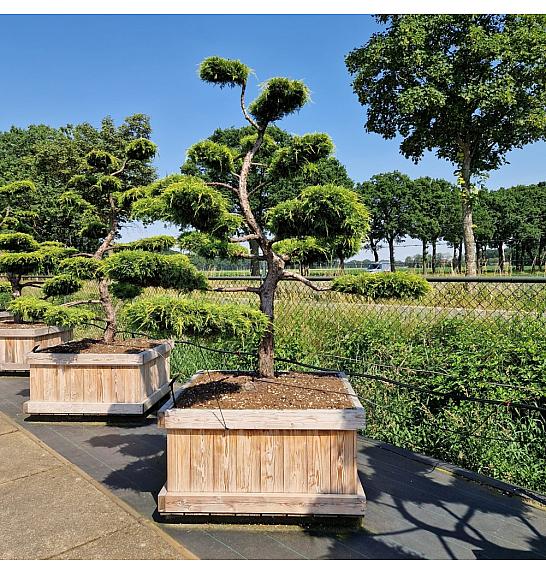 Juniperus media Pfitzeriana Aurea v lesenem koritu 110x110 cm 225+ cm Bonsai