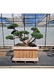 Pinus sylvestris Repens v lesenem koritu 90x90 cm 160-180 cm Bonsai