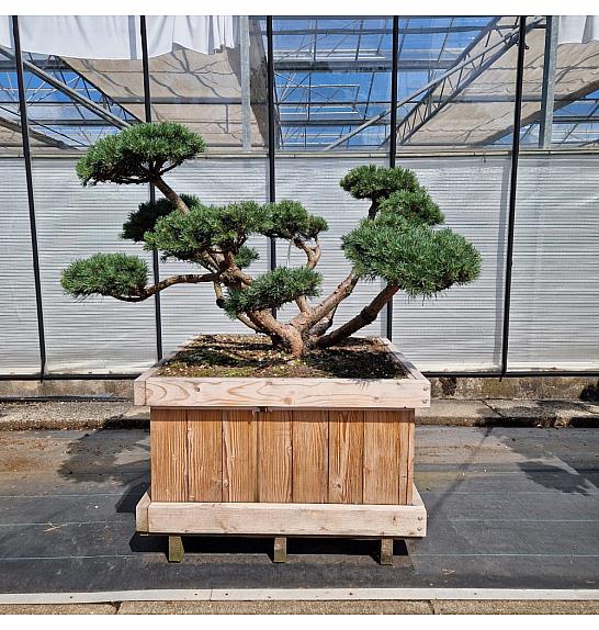 Pinus sylvestris Repens v lesenem koritu 90x90 cm 160-180 cm Bonsai