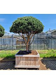 Pinus sylvestris Watereri v lesenem koritu 130x130 cm 200-250 cm Dežnik