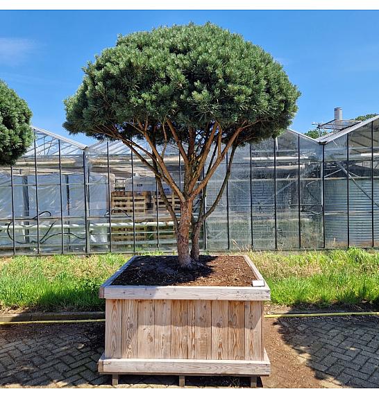Pinus sylvestris Watereri v lesenem koritu 130x130 cm 200-250 cm Dežnik