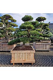 Pinus thunbergii Nr. 2 W110x110 Lit. 180-200 cm Bonsai