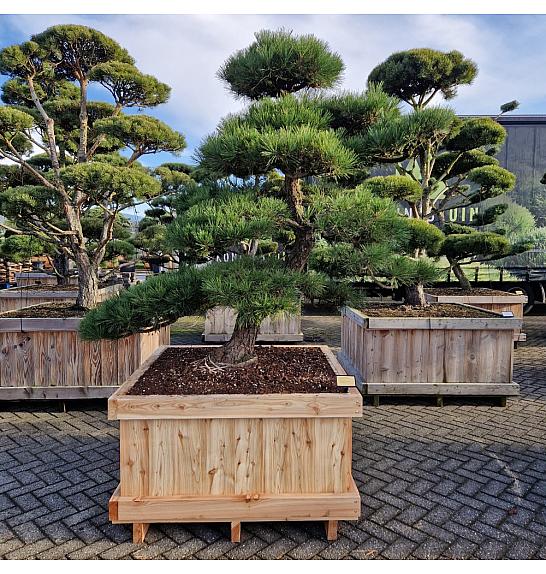Pinus thunbergii Nr. 2 W110x110 Lit. 180-200 cm Bonsai