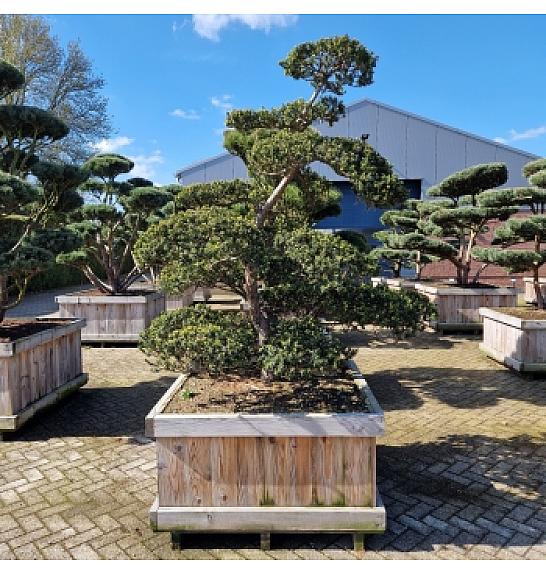 Taxus cuspidata Nr. 26 v lesenem koritu 110x110 cm; 210 cm ; Krošnja 160-200 cm Bonsai