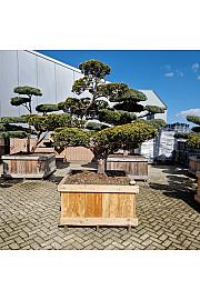 Taxus cuspidata Nr. 32 v lesenem koritu 120x120 cm; 220 cm ; Krošnja 300-180 cm Bonsai