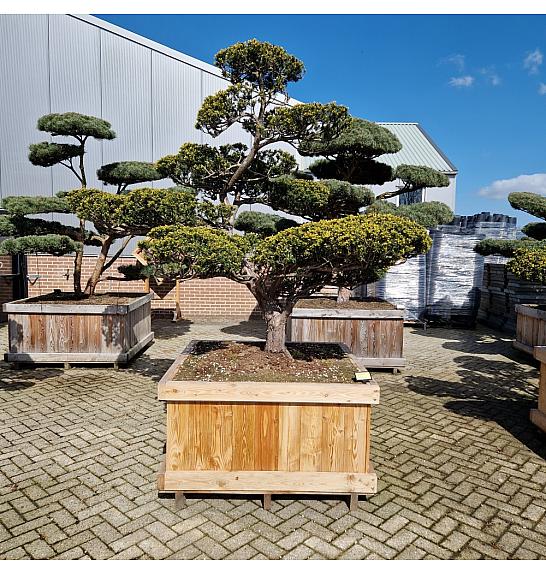 Taxus cuspidata Nr. 32 v lesenem koritu 120x120 cm; 220 cm ; Krošnja 300-180 cm Bonsai