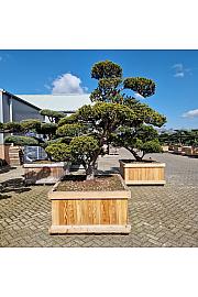Taxus cuspidata Nr. 33 v lesenem koritu 120x120 cm; 220 cm ; Krošnja 220-210 cm Bonsai