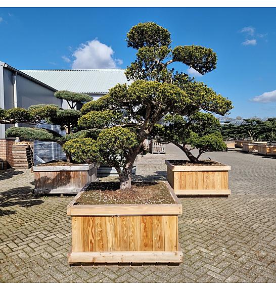 Taxus cuspidata Nr. 33 v lesenem koritu 120x120 cm; 220 cm ; Krošnja 220-210 cm Bonsai