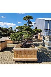 Taxus cuspidata Nr. 34 v lesenem koritu 120x120 cm; 190 cm ; Krošnja 290-220 cm Bonsai