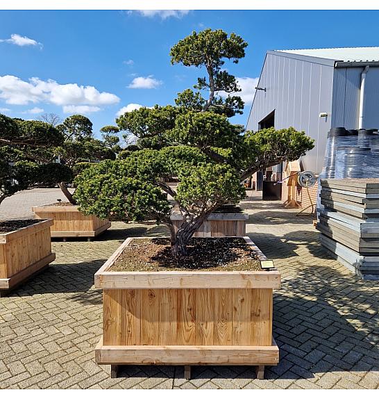 Taxus cuspidata Nr. 34 v lesenem koritu 120x120 cm; 190 cm ; Krošnja 290-220 cm Bonsai