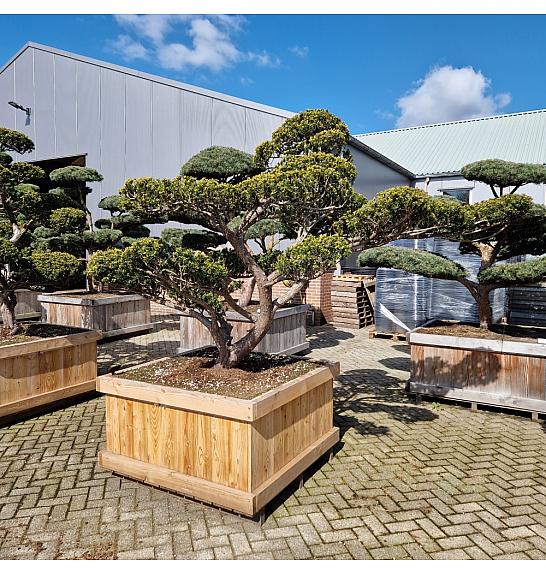 Taxus cuspidata Nr. 35 v lesenem koritu 120x120 cm; 190 cm ; Krošnja 250-220 cm Bonsai