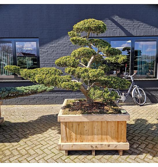 Taxus cuspidata Nr. 36 v lesenem koritu 110x110 cm; 170 cm ; Krošnja 230-170 cm Bonsai