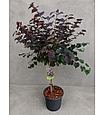 Cercis canadensis Garden Gems Amethyst C15 Lit. Na steblu 50 cm