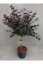 Cercis canadensis Garden Gems Amethyst C15 Lit. Na steblu 50 cm