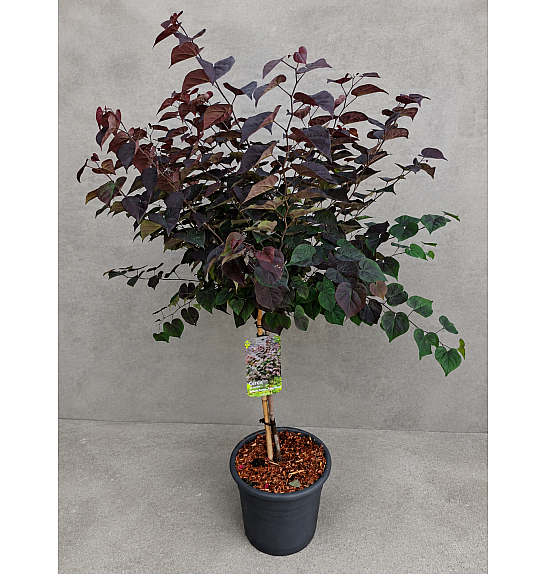 Cercis canadensis Garden Gems Amethyst C15 Lit. Na steblu 50 cm