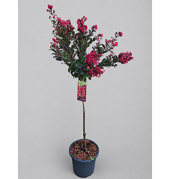 Lagerstroemia indica Enduring Summer Red C15 Lit. Na steblu 80 cm