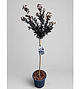 Lagerstroemia indica Coconut Sorbet C15 Lit. Na steblu 80 cm