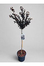 Lagerstroemia indica Coconut Sorbet C15 Lit. Na steblu 80 cm
