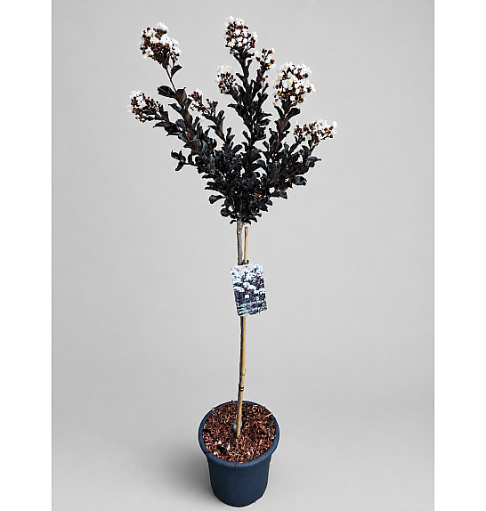 Lagerstroemia indica Coconut Sorbet C15 Lit. Na steblu 80 cm