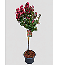 Lagerstroemia indica Coral Magic C15 Lit. Na steblu 80 cm