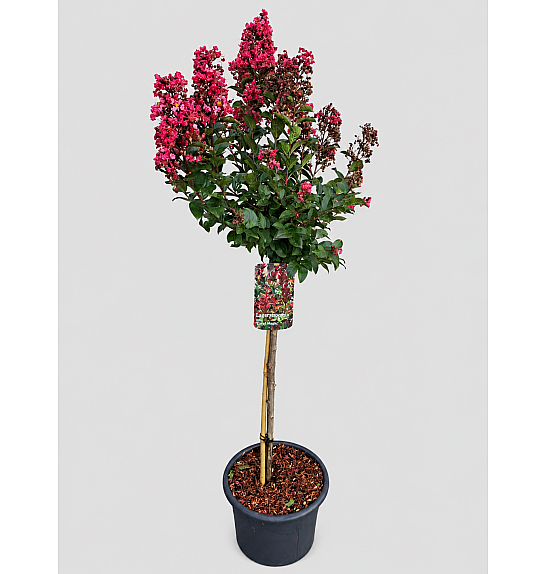 Lagerstroemia indica Coral Magic C15 Lit. Na steblu 80 cm