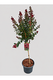 Lagerstroemia indica Double Feature C15 Lit. Na steblu 80 cm