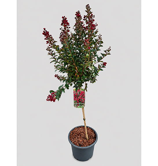 Lagerstroemia indica Double Feature C15 Lit. Na steblu 80 cm