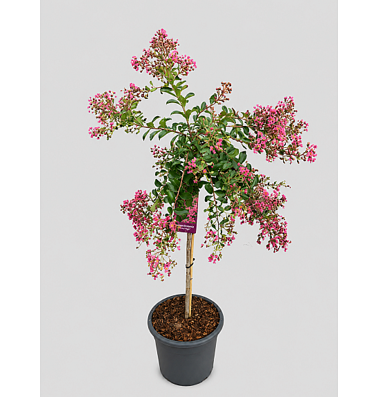 Lagerstroemia indica Mimi Rose C15 Lit. Na steblu 80 cm
