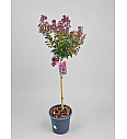 Lagerstroemia indica Purple Star; C15 Lit. Na steblu 80 cm