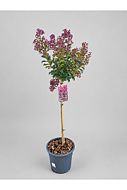 Lagerstroemia indica Purple Star; C15 Lit. Na steblu 80 cm