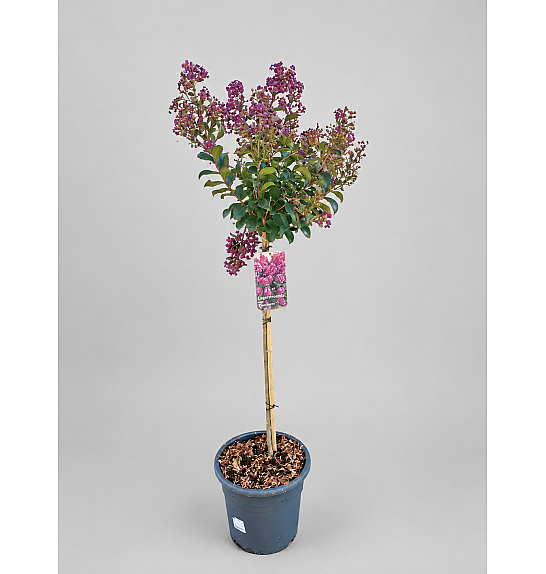 Lagerstroemia indica Purple Star; C15 Lit. Na steblu 80 cm