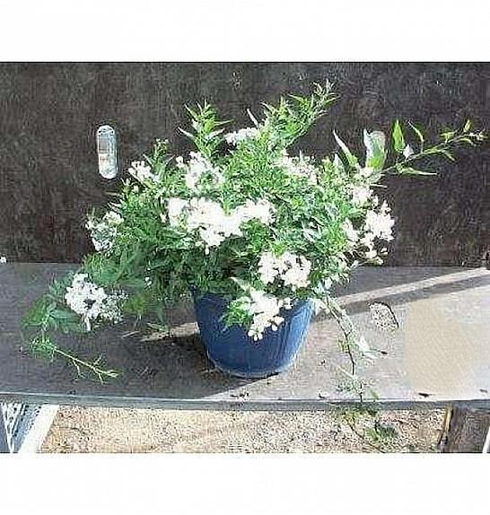 Solanum jasminoides Ø25