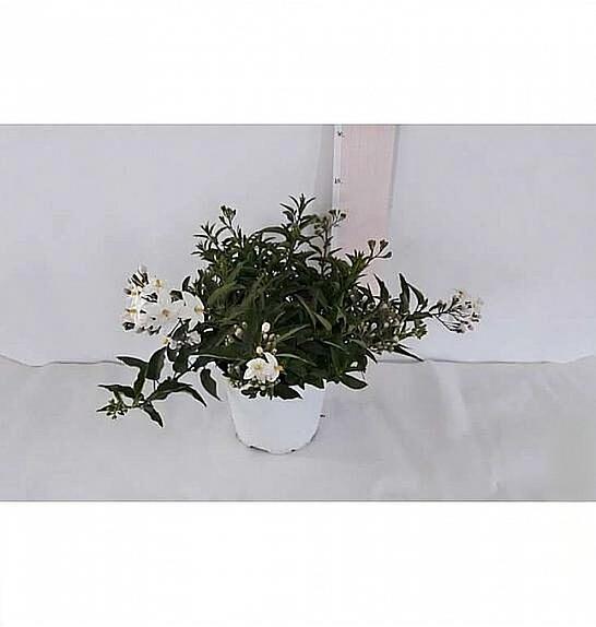 Solanum jasminoides Ø14