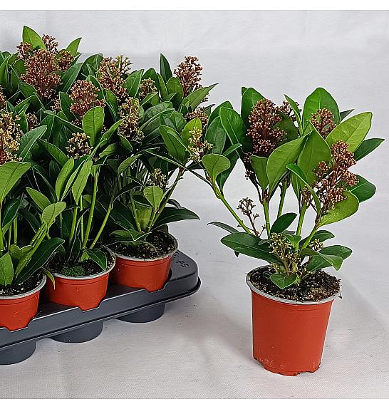 Skimmia japonica Rubella Ø 9