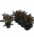 Skimmia japonica Rubella Ø 13