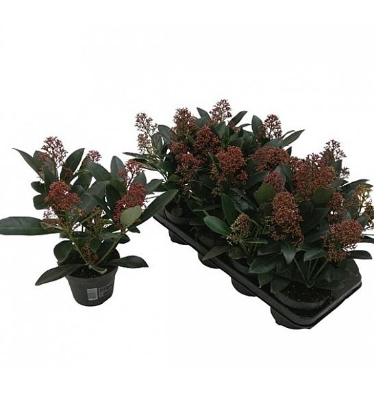 Skimmia japonica Rubella Ø 13