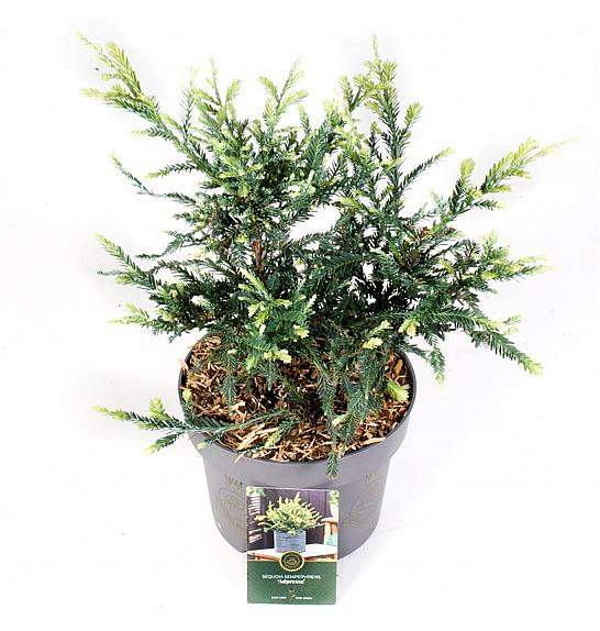 Sequoia sempervirens Adpressa C5 Lit. 30-40 cm