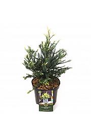 Sequoia sempervirens Adpressa C2,5 Lit. 25-30 cm