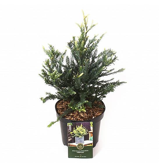 Sequoia sempervirens Adpressa C2,5 Lit. 25-30 cm