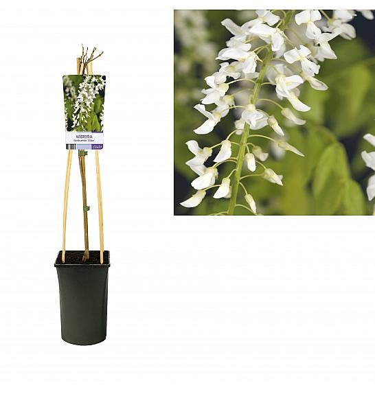Wisteria floribunda Alba C2,5 Lit. 40-60 cm