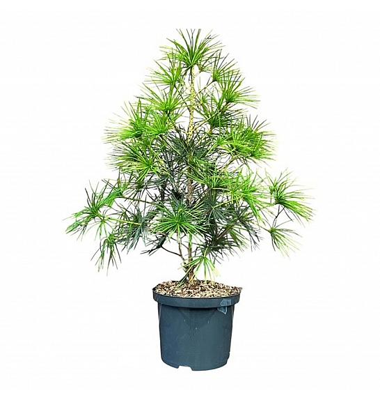 Sciadopitys verticillata C5 Lit. 30-40 cm