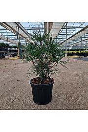 Sciadopitys verticillata C4,5 Lit. 30-35 cm