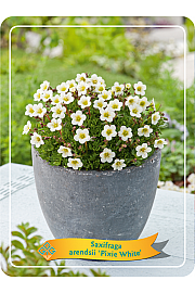 Saxifraga Arendsii Pixie White Ø11