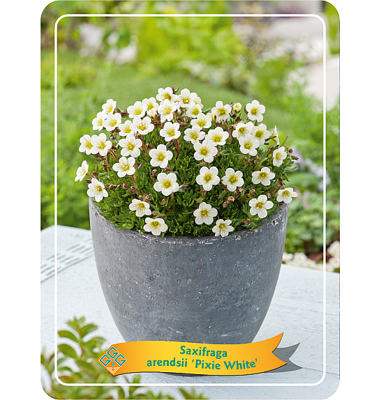 Saxifraga Arendsii Pixie White Ø11