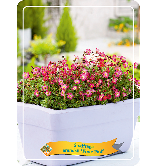 Saxifraga arendsii Pixie Pink Ø11